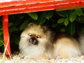 Bis Grünen Hof Elvis