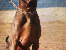 Dudley Duke of China