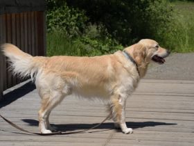 Golden Ocean vom Sulzbacher Scheuerberg
