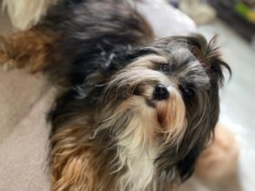 Manolos Northern Roses Elvis