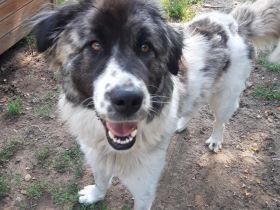 Heidi - weiblich Rasse:Kaukasen Mischling Alter: geb.ca