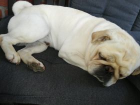 Deckrüde Mops,Weiss, Altdeutsch, gekörter Champion