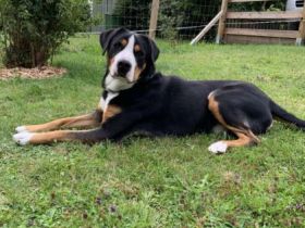 Felix, Zille vom Warnowtal