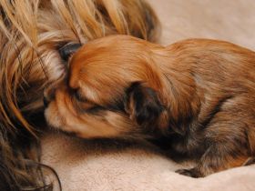 Havaneser del vinedo