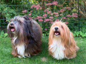 Havaneser del vinedo