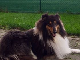 Gentle Giant vom Hause Melchert