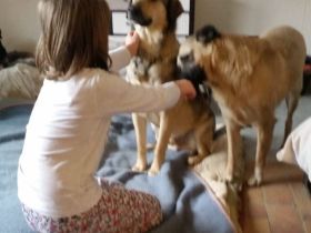 kinderlieber, kastrierter Heiko in NRW in Pflege, 60 cm
