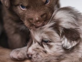 Oceanview Australian Shepherd