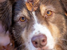 Oceanview Australian Shepherd
