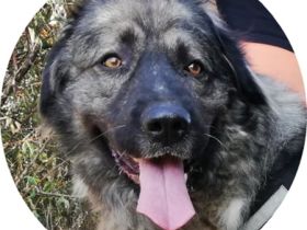 STEFÁNIA - 66 cm - KAUKASE MISCHLING sucht Zuhause mit