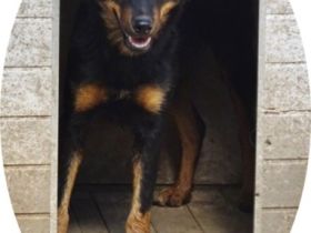 MAILA - 46 cm - SUCHT LEUTE MIT HERZ! (aus dem