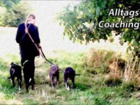 Alltags- und Familienhund