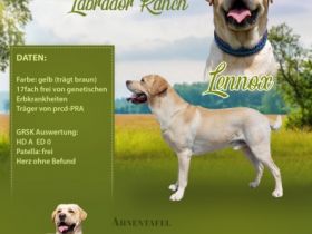 Lennox von der Labrador Ranch