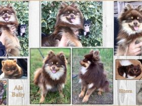 El Dorado Trollgardens