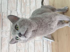 Anton Deckkater mit Stammbaum