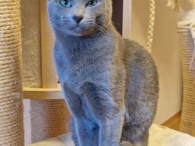 Rasputin Deckkater mit Stammbaum