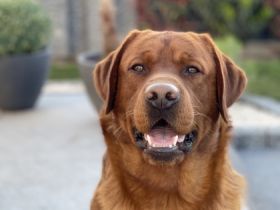 Labrador Deckrüde Bob Marley od Himalájského cedru