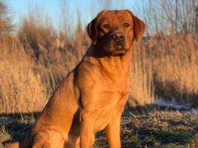 Pablito du Domaine de Biazak