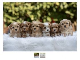 From the little Heroes