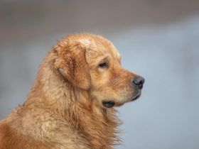 Ivys Paradise Quiet Music