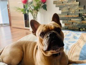 Aciano vom Erlenwäldchen