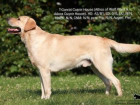 T-Conrat Cușnir House