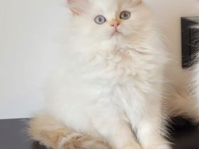 britanica bayern edelweiß