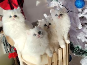 Cattery Bayern Edelweiß