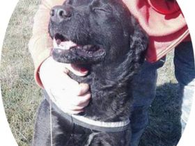 MYLO - 51 cm - DER SCHMUSER! (aus dem Tierschutz / mit