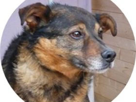 RISCI -  45 cm -  wer schenkt ihm ein Zuhause?