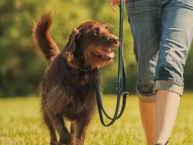 Hundeschule FRANKENWÖLFE - Spalt/Roth/Gunzenhausen