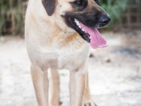 liebe, kastrierte Johanna, 75-80 cm groß, lebt im