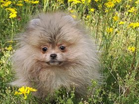 Reinrassige, Pomeranian/Zwergspitz Welpen mit FCI Ahnenetafel