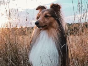 Sammy of Charly Blaze