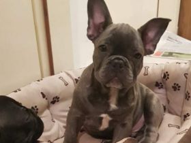 Francoski buldog, Französische Bulldogge