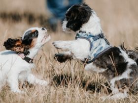 Bones GmbH - HUndFamilie