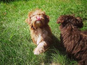 Fellnäschenhotel zum Schabernack