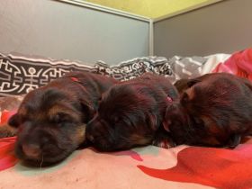 vom Zedtlitzer Dreieck