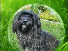 Alani vom Dümmerland ( Mailo )