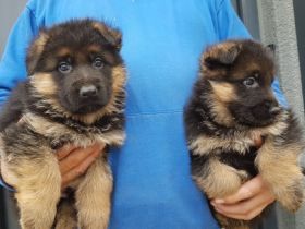 von der Schmietränke