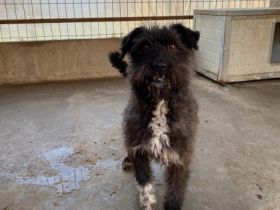 Joe - männlich Rasse:Pumi - Terrier Mischling Alter: