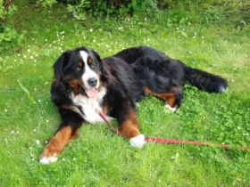 James vom weißen Berg