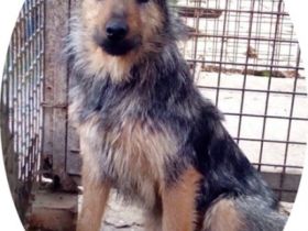 GYILKOS - 40 cm - sucht Menschen mit Erfahrung bei