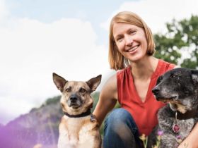 Kiwi-die-Hundeschule