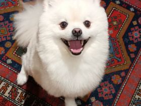 Leon Little Angel (Deckrüde) NICHT ZUM VERKAUFEN!