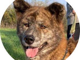 VACAK -  58 cm - AKITA MIX IN NOT! (aus dem Tierschutz 