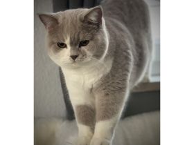 Bkh vom Reddinger Tal