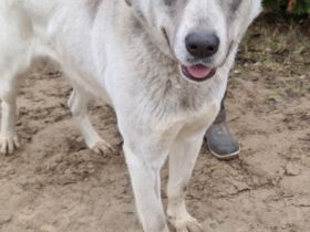 Ayran - männlich Rasse:Alabai Mischling Alter:geb.ca.