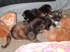 von Nambur und Ley Lines