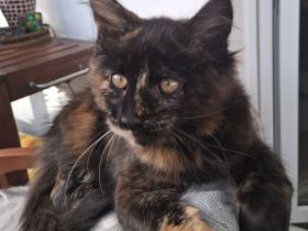 von Nambur und Ley Lines